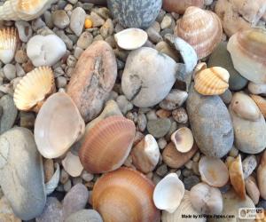 yapboz Deniz kabukları ve taşlar